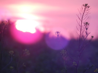 sunset in the forest
