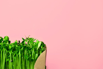 Organic sunflower microgreen sprouts closeup. Selective focus.