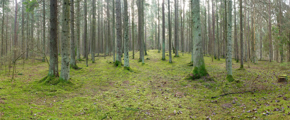panorama of an old spruce forest with moss on the ground