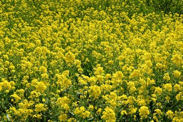 菜の花　群生　春　いやし　渡良瀬　杤木