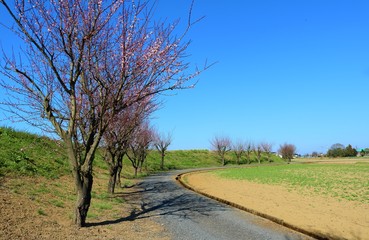 Fototapeta na wymiar 梅並木　3分咲き　渡良瀬　春　風景　杤木