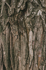 bark of a tree