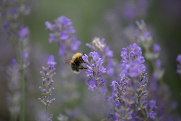 bee on a flower