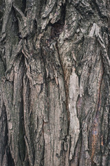 bark of a tree