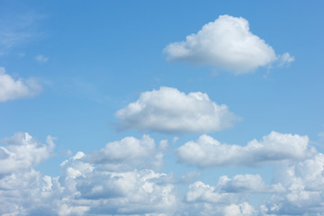 Naklejka na ściany i meble A large cluster of white Cumulus clouds in a blue sky.