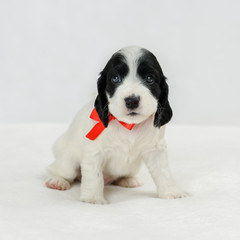 The adorable little puppy of breed of spaniel with red ribbon on its neck is sitting on the plaid in indoors.