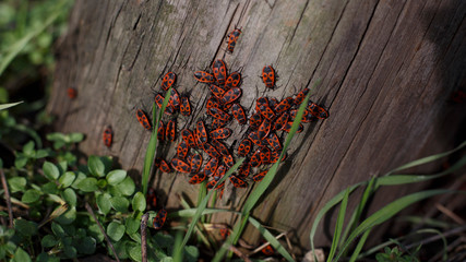 Fototapeta premium beetles on the tree