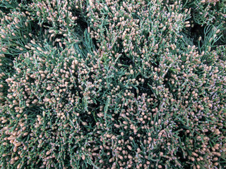 Background texture of a fluffy green branches of a Bush.