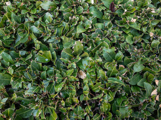 Background texture of a fluffy green branches of a Bush.