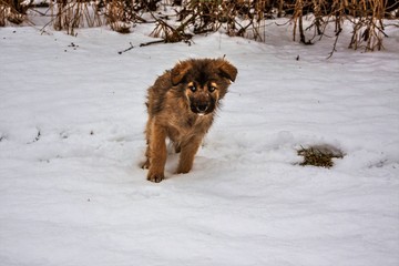 dog in snow