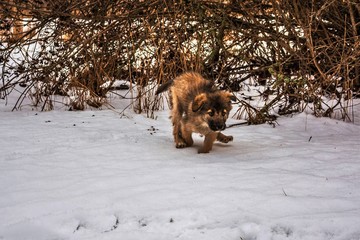 dog in snow