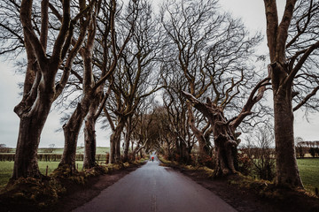 Dark Hedges Game of Thrones 