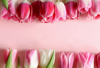 beautiful, spring, delicate flowers of pink-white tulips lie on a horizontal surface, on a lilac background. Flowers, plants, gifts, spring
