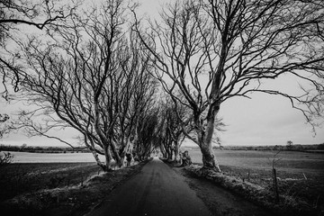 Dark Hedges Game of Thrones 