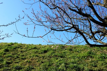 渡良瀬の梅　三分咲き　青空　土手　風景　杤木