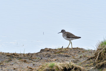 Alpenstrandläufer (Calidris alpina) im Schlichtkleid	