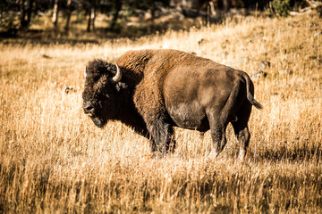 bison in yellowstone national park © QDPhotography
