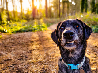 dog in the park