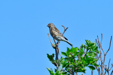 Bluthänfling Weibchen vor blauen Himmel	