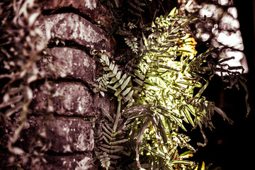 pine tree branch with cones