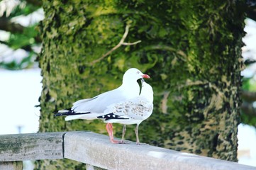 seagull on a post