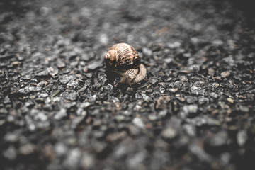 snail on stone