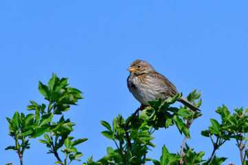 Grauammer auf einer Sitzwarte	