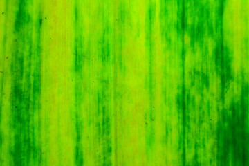 Texture and detail of green leaf.