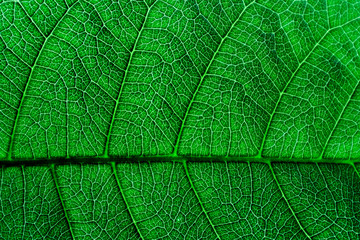 Texture and detail of green leaf.