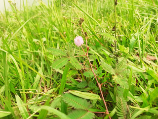 touch_me_not_plant_with_flower_clicked_by_Raihan