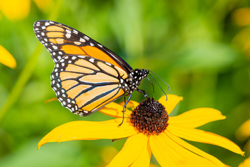 Milkweed butterfly gathering nectar from a yellow rudbeckia flower