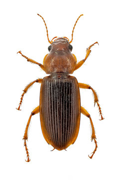 Top view on a harpalus erraticus from an insect collection