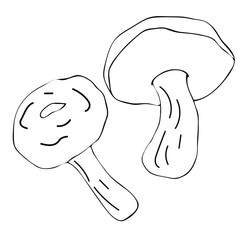 Mushroom hand drawn vector illustration. Isolated Sketch food drawing. Organic vegetarian product for menu, label, packaging
