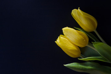 Three yellow tulips top view on black background