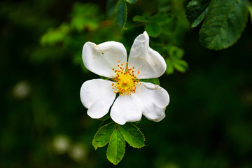 White flower with pollen on stamens.