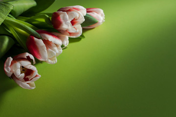 Bouquet of pink and white tulips flat lay on green background