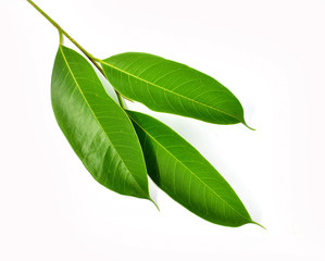 Obraz premium green leaf isolated on white background