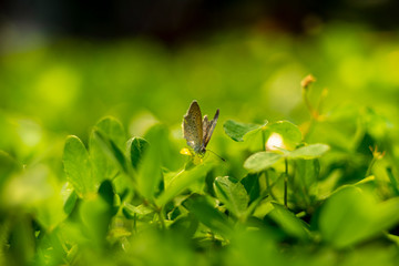 Beautiful Butterflies