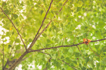 Green tree against sunshine in forest, soft petals, green leaves with one dry yellow leaf. Early autumn 