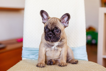 French bulldog puppy