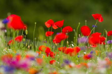 Blumenwiese mit Klatzschmohn