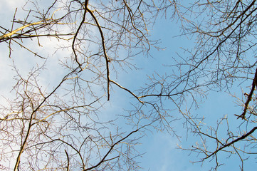 branches of a tree against blue sky