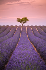 Panoramic view of French lavender field at sunset. Sunset over a violet lavender field in Provence, France, Valensole. Summer nature landscape. Beautiful landscape of lavender field, boost up colors