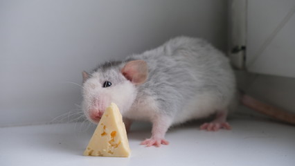the rat found a slice of cheese and is going to eat it