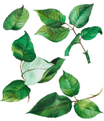 Set of rose leaves on an isolated white background, watercolor illustration, watercolor flower.