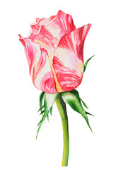 Elegant rose, red pink rose flowers on an isolated white background, watercolor illustration, watercolor flower.