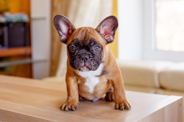 cute little french bulldog puppy at home looks like cute, funny pets