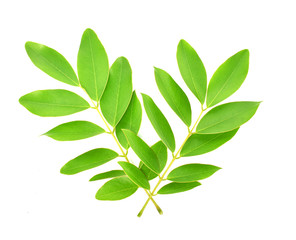 branch with green leaves isolated on white