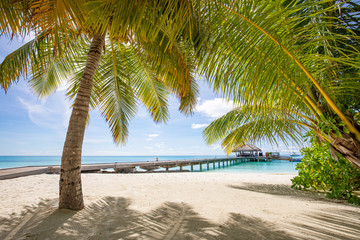 Tropical beach background with palm trees sunny scenery, wooden bridge at tropical beach in the Maldives at summer day