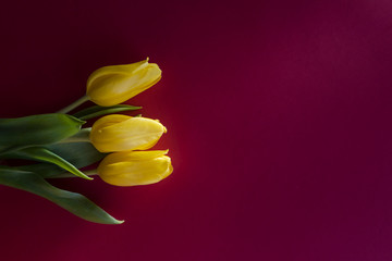 Obraz premium Three yellow tulips flat lay on red background lying in the sunshine